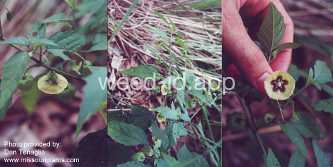 groundcherry, longleaf